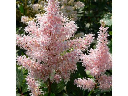 Astilbe Peach Blossom