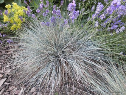 festuca cinerea