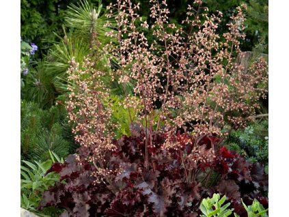 Heuchera Melting Fire1