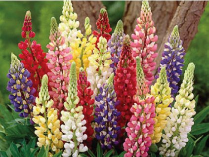 Lupinus Legendary White Shades 1