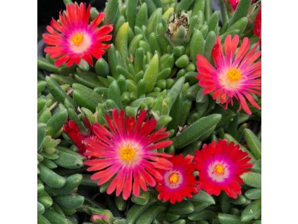 Delosperma sundella Red 3