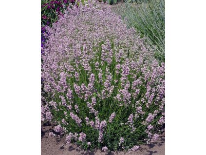 Hidcote Pink 4