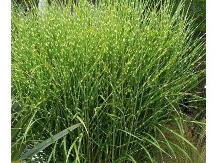 miscanthus sinensis 1