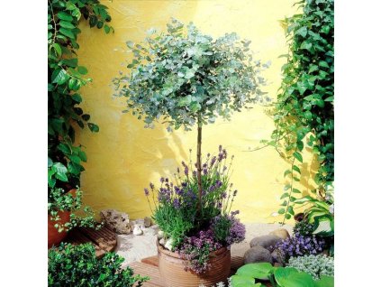 eucalyptus stromecek 1