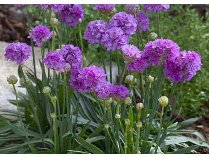 armeria balerina lilac1