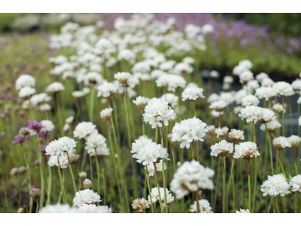 Armeria Maritima White1