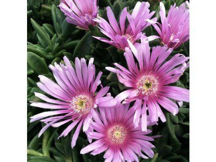 delosperma sundella lavender 2