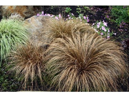 Carex comans Bronco 4