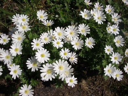 anemone blanda white Splendour 5