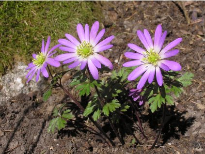 Anemone blanda pink star 1