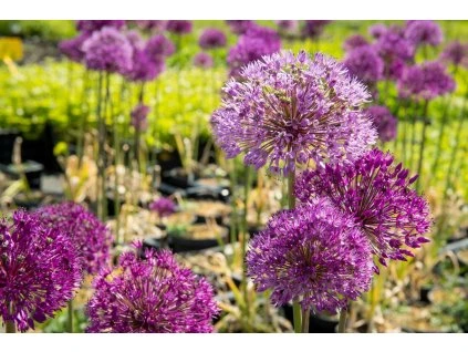 Allium aflatunense 2