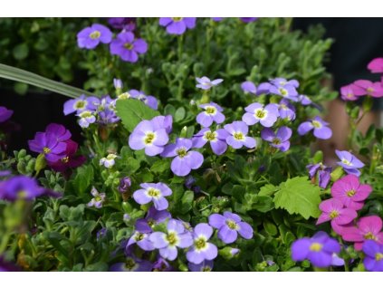 Aubrieta axcent light blue 3