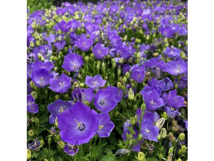 campanula carpatia blue 2