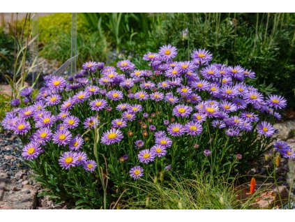 aster alpinus beauty blue 2