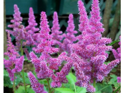 astilbe chinensis Pumila 1