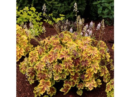 heucherela solar eclipse 1