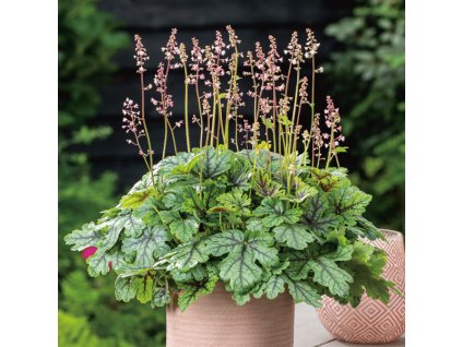 Heucherella tapestry