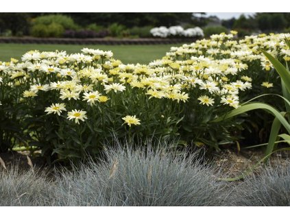 Leucanthemum banana cream 5