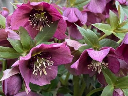 Čemeřice východní ' Pretty Ellen Red '