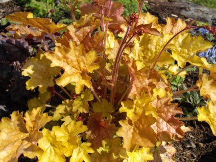 Heuchera Ginger Ale