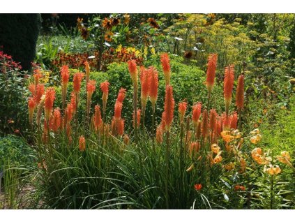 kniphofia uvaria flamenco 4.jpg.crdownload