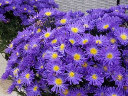 aster alpinus Samoa 2