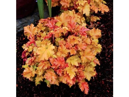 Heuchera Marmalade