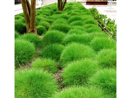 festuca gautieri 1