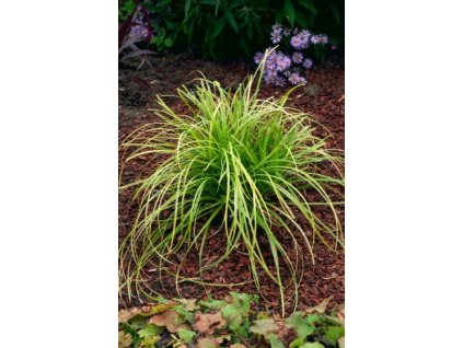 carex dolichostia Gold 1