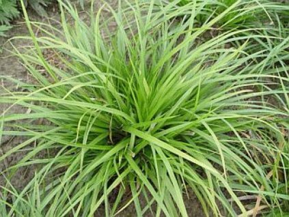 carex irish green