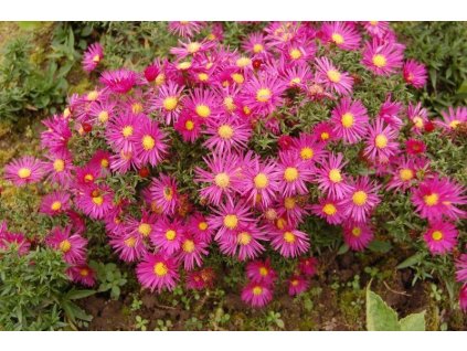 Aster dumosus Island Bahamas 2