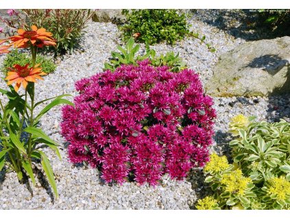 Sedum Spot on Deep Rose 1