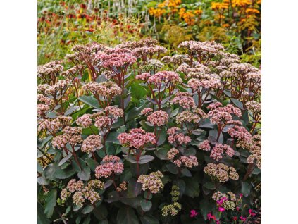 Sedum Matrona 4