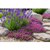 thymus