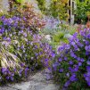 Kakost ' Rozanne ' - Geranium wallichianum 'Rozanne'