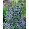 eryngium planum 2