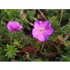 geranium vision violet 1