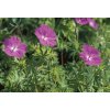 geranium vision violet 2
