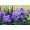 phlox paniculata 2