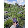 Ořechokřídlec klandonský 'Dark Knight' - Caryopteris x clandonensis