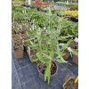 Ořechokřídlec klandonský 'Dark Knight' - Caryopteris x clandonensis