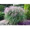 miscanthus kleine fontaene1