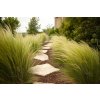 stipa 2
