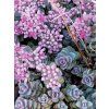 Sedum Sachalin 1