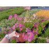 Erica Verticillata - Vřesovec kapský