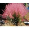 Screenshot 2024 09 27 at 12 59 20 Tráva vlasovitá růžová Muhlenbergia Capillaris 1 ks květináč Trávy okrasná za 76 Kč Allegro