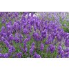 Lavandula angustifolia Aromatico Blue