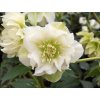 double ellen white 3