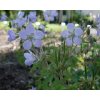 Geranium sylvaticum IceBlue 2