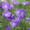 Geranium sylvaticum IceBlue 1